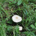 珍珠白蘑