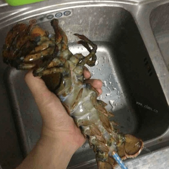 清蒸波士顿大龙虾 做法图解2)