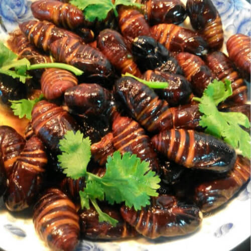 香菜炒蚕蛹