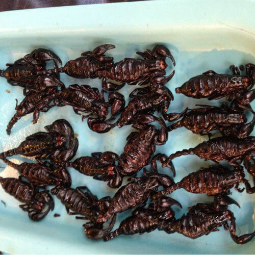 油炸蝎子