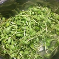 家常菜黑豆苗炒肉丝做法图解1)