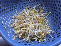 方便的自种豆芽做法图解8)