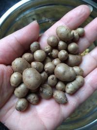 好吃的黄豆山药豆豆浆做法图解2)