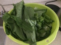 家常菜白灼油麦菜做法图解1)