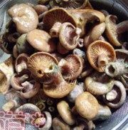 美味的五花肉炖寒菌做法图解2)