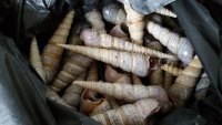 可口的辣味丁螺做法图解1)