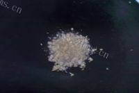 家常菜蒜茸西兰花做法图解7)