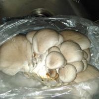 超级好吃的炸蘑菇的做法图解一