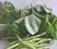 豆角拌豆角叶做法图解1)