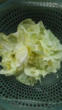 家常菜炝炒圆白菜做法图解2)