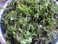 香口的荠菜饺子做法图解2)