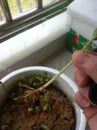 特别的沙土生豆苗做法图解6)