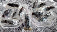 鲜美的发制半干海参做法图解1)
