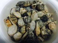 美味的辣炒蛤蜊做法图解1)