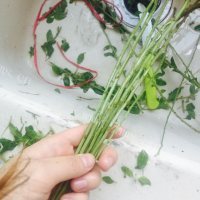 枸杞叶排骨汤做法图解2)