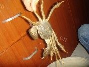 好吃的水煮螃蟹做法图解1)