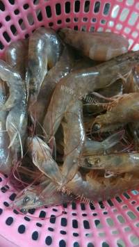 美味的白灼虾做法图解1)
