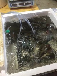 质嫩爽口的清蒸鲈鱼做法图解1)