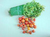 小番茄炒水蕨菜的做法图解一
