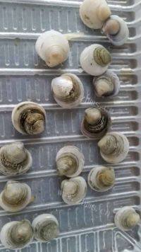 好吃的蛤蜊蒸蛋做法图解1)