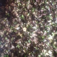 香浓的香菇木耳饺子做法图解7)