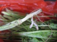 在家做的老虎菜做法图解1)