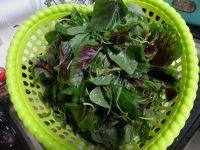 下酒菜蒜香苋菜做法图解1)