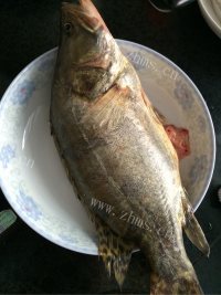美味的烧鳜鱼做法图解1)