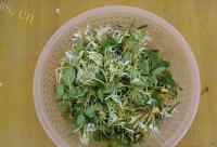 下火的自制金银花茶做法图解2)