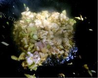 好吃的 时蔬虾仁疙瘩汤的做法图解八