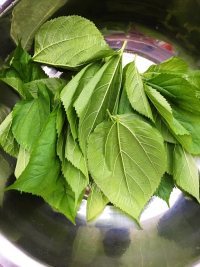 自制蒜蓉桑叶做法图解1)