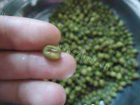 生津解渴银耳绿豆汤做法图解3)