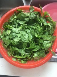 炒豌豆苗做法图解1)