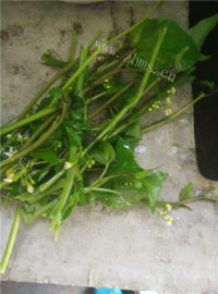 保健百花草骨头汤做法图解5)