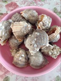 美味的白灼海螺做法图解1)