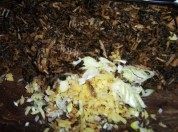 美味的雪菜扣肉做法图解5)