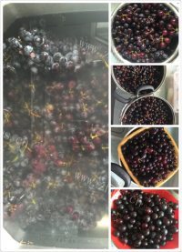 诱人的自酿葡萄酒做法图解2)