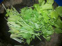 家常菜瘦肉炒荷兰豆做法图解4)