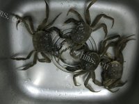 营养的清蒸大闸蟹做法图解1)