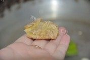 美味的五香鸭舌做法图解8)