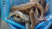 美味的白灼海虾做法图解2)