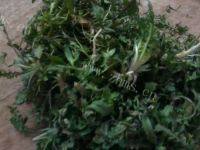 自己做的荠菜馄饨做法图解1)