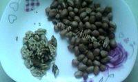 美味的核桃花生奶做法图解1)