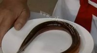 美味的「桃李厨艺」大鮳鳝鱼做法图解1)