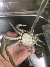 美味的清蒸河蟹做法图解2)