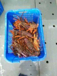 好吃的蒜蓉蒸龙虾仔做法图解1)
