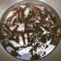 好吃的孜然香虾做法图解1)