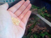 家常菜荷兰豆炒牛肉做法图解17)
