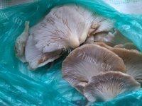 家常菜蘑菇炖肉做法图解1)