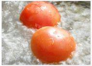 西红柿鸡蛋的做法图解二